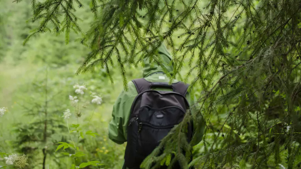 Как выжить в лесу, если вы заблудились